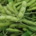 新鲜毛豆带壳农家自种毛豆荚嫩角毛豆应季时令蔬菜颗粒饱满