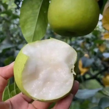 皇冠梨即将大量上市