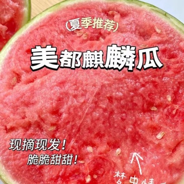 宁夏精品美都西瓜,瓜大脆甜,量大从优,欢迎来电采购