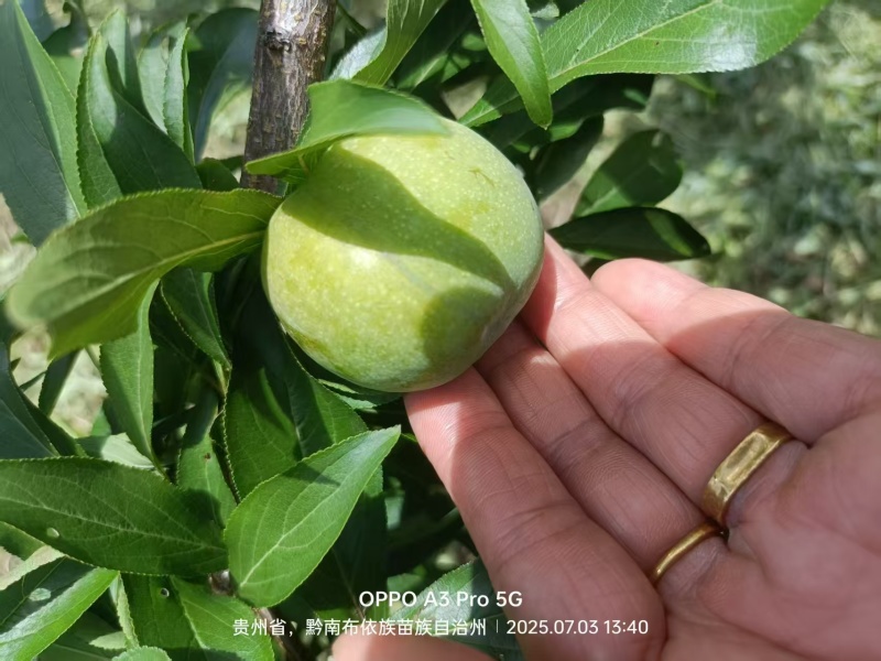 清泉蜜脆准备开园中