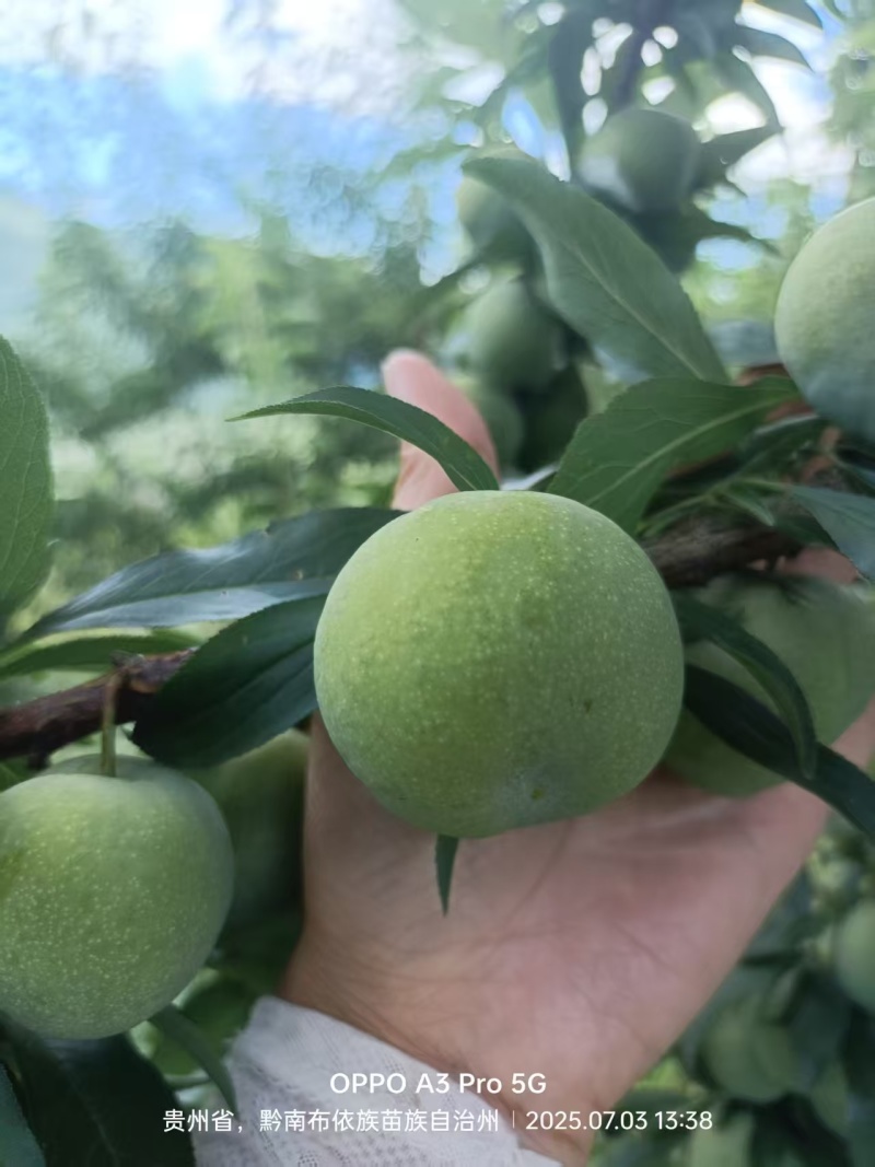 清泉蜜脆准备开园中