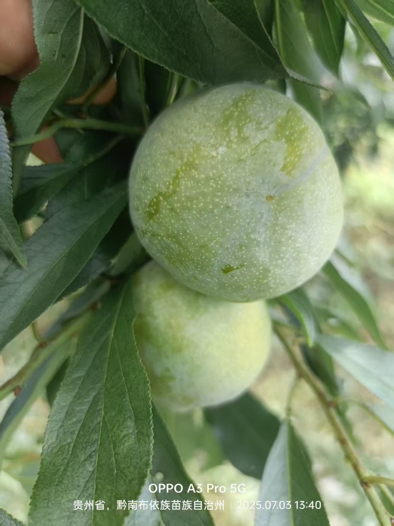 清泉蜜脆准备开园中