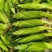 宝鸡地区精品太阳花水果玉米欢迎咨询采购