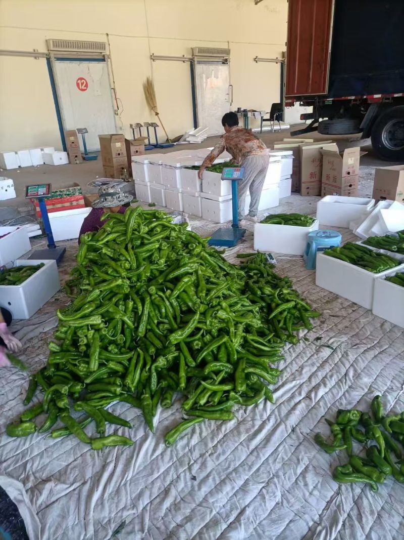【推荐】陕西鲜辣椒螺丝椒品种齐全视频看货欢迎咨询