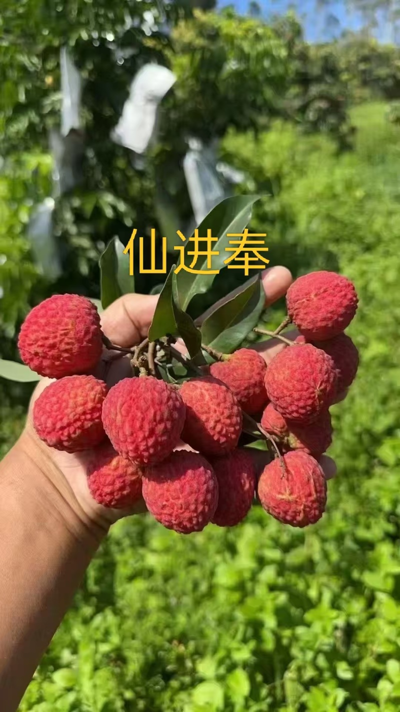 广东省广州市增城区，增城特产荔枝