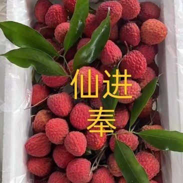 广东省广州市增城区，增城特产荔枝