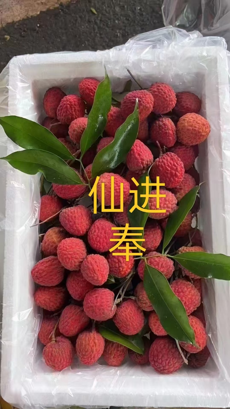 广东省广州市增城区，增城特产荔枝
