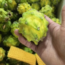 海南燕窝果一件代发批发