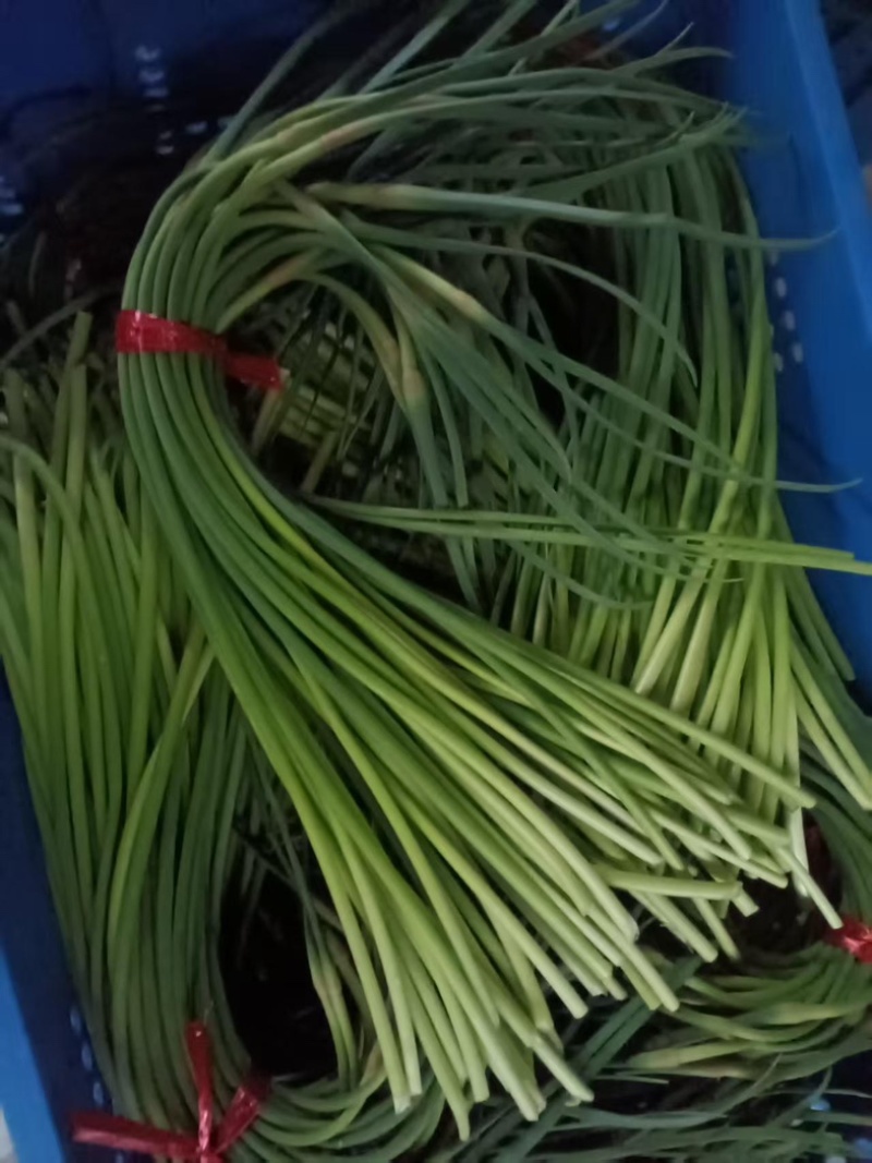 蒜薹新鲜出炉大量供应物美价廉欢迎电联