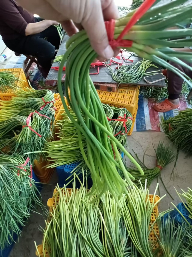 蒜薹新鲜出炉大量供应物美价廉欢迎电联
