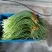 蒜薹新鲜出炉大量供应物美价廉欢迎电联