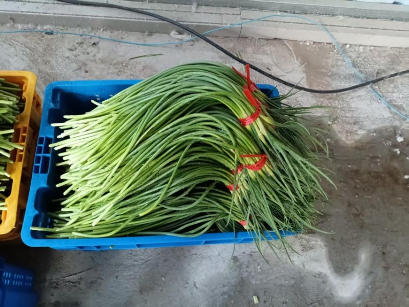 蒜薹新鲜出炉大量供应物美价廉欢迎电联