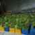 蒜薹新鲜出炉大量供应物美价廉欢迎电联