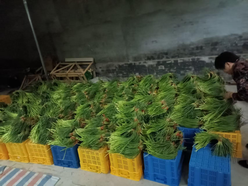 蒜薹新鲜出炉大量供应物美价廉欢迎电联