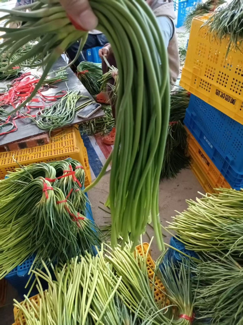 蒜薹新鲜出炉大量供应物美价廉欢迎电联