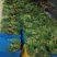 蒜薹新鲜出炉大量供应物美价廉欢迎电联