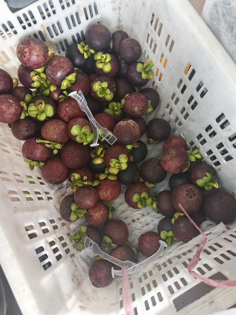海南山竹精品新鲜电商一件代发批发