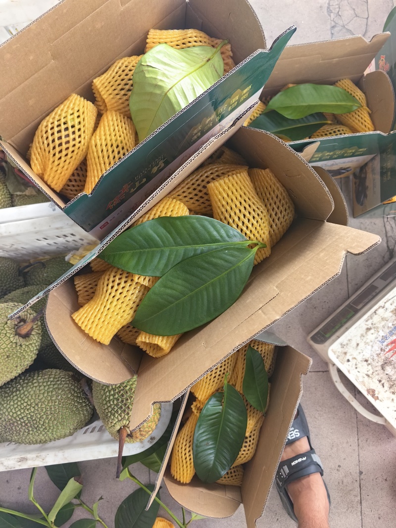 海南山竹精品新鲜电商一件代发批发
