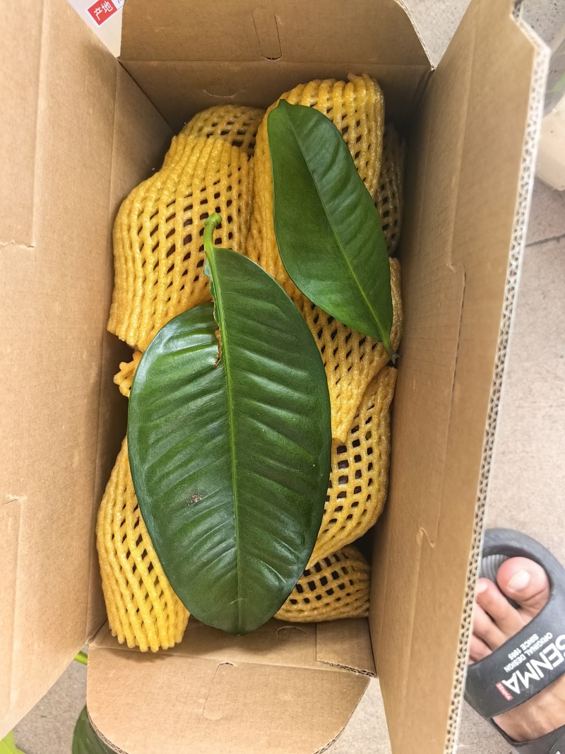 海南山竹精品新鲜电商一件代发批发