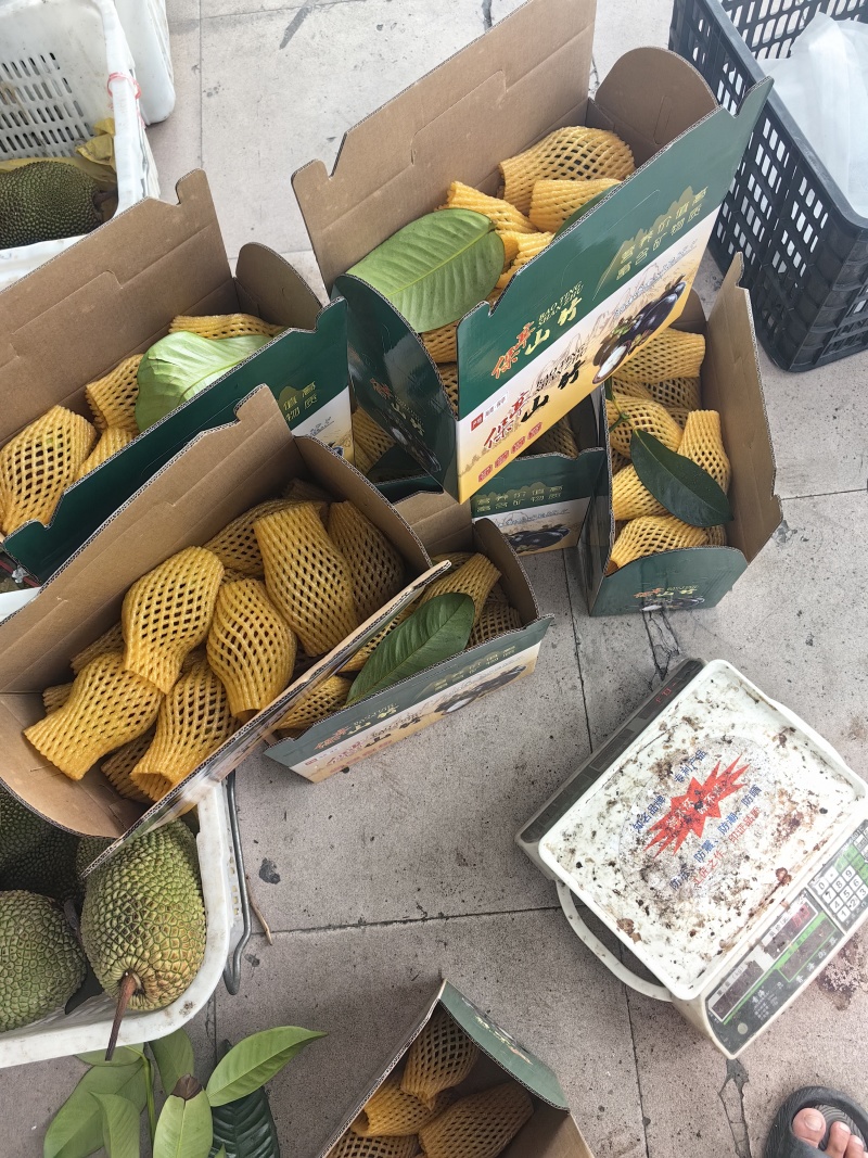 海南山竹精品新鲜电商一件代发批发