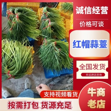 蒜薹新鲜出炉大量供应物美价廉欢迎电联