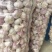 邳州精品净蒜质量可靠产地直发