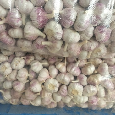 邳州精品净蒜质量可靠产地直发