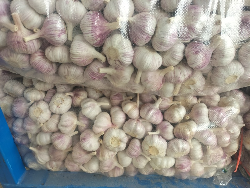 邳州精品净蒜质量可靠产地直发