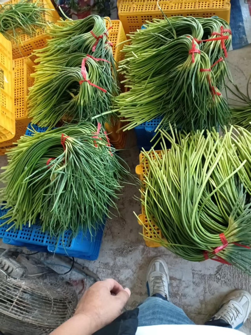 河北邯郸新鲜精品红毛蒜苔葱蒜类红帽蒜薹大量现货