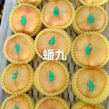河北省邢台市广宗县陆地蟠九桃大量有货，口感脆甜，有需要的