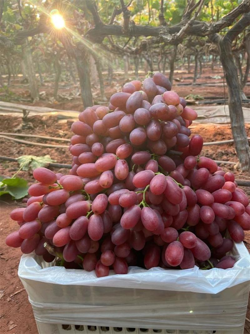 山东克伦生葡萄货量充足规格全产地直发诚信经营量大价优