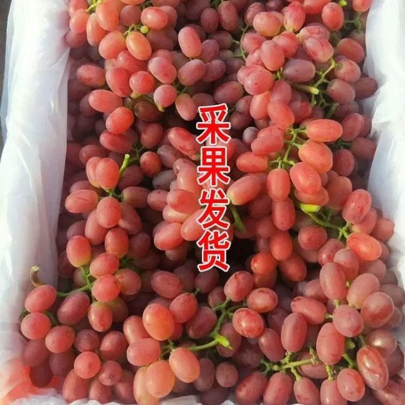 山东克伦生葡萄货量充足规格全产地直发诚信经营量大价优