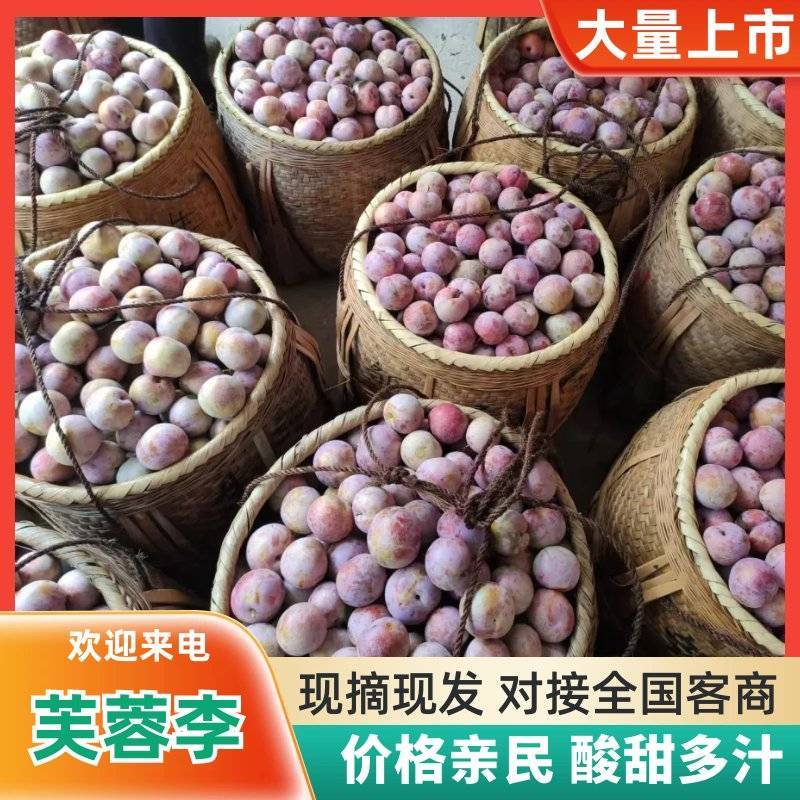 三华李福建古田芙蓉李电商一件代发李子红心李脆李精品果