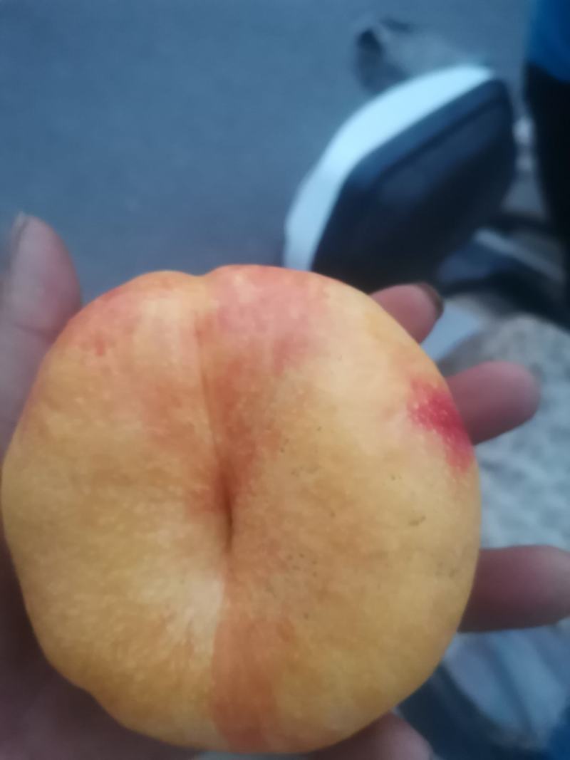 河北省邢台市广宗县陆地蟠九桃大量有货，口感脆甜，有需要的