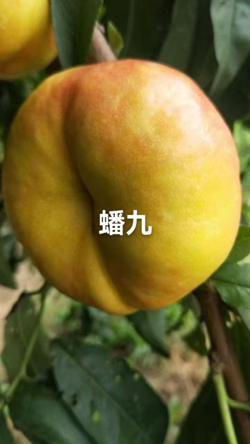 河北省邢台市广宗县陆地蟠九桃大量有货，口感脆甜，有需要的