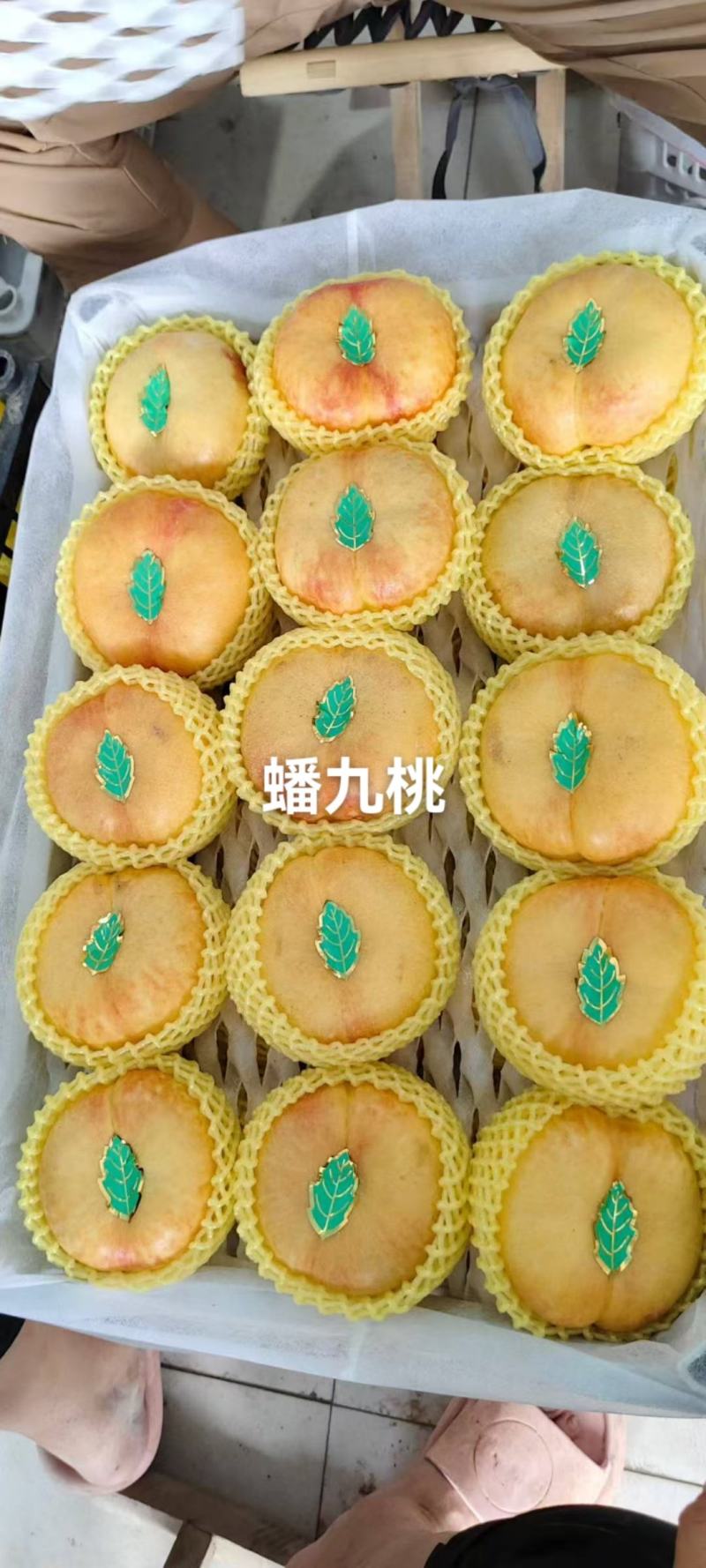 河北省邢台市广宗县陆地蟠九桃大量有货，口感脆甜，有需要的