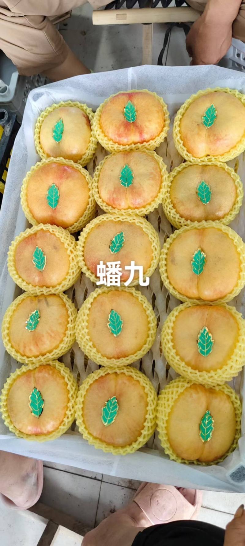 河北省邢台市广宗县陆地蟠九桃大量有货，口感脆甜，有需要的