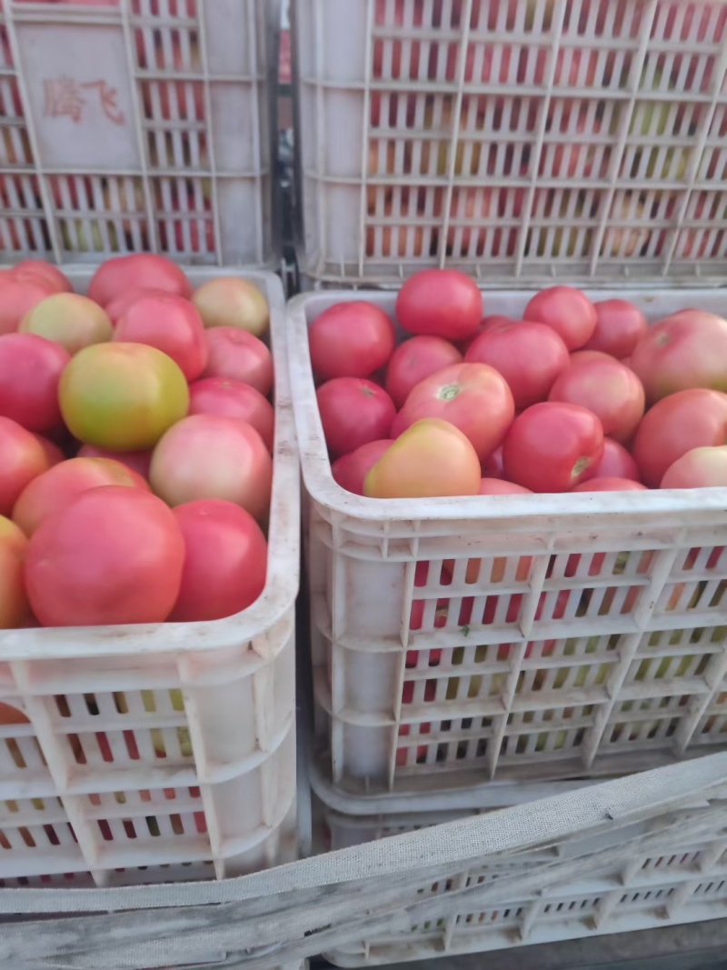 精品硬粉西红柿河南产地直供品质好价格低量大从优
