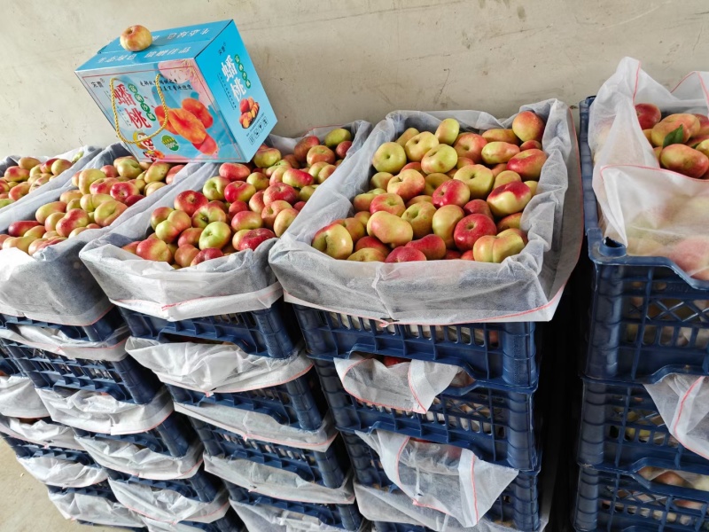 自家蟠桃36--5个头大甜度高色泽光亮果面干净