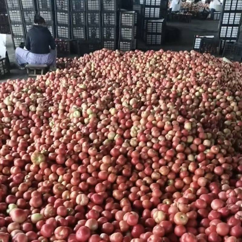 山东硬粉西红柿番茄大量上市持续供货，欢迎来电咨询下单