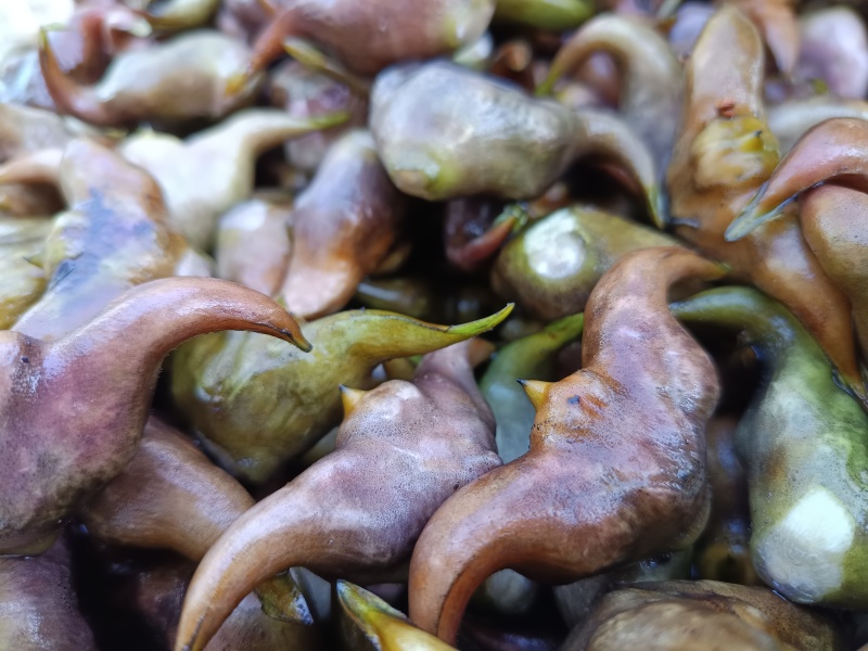 菱角