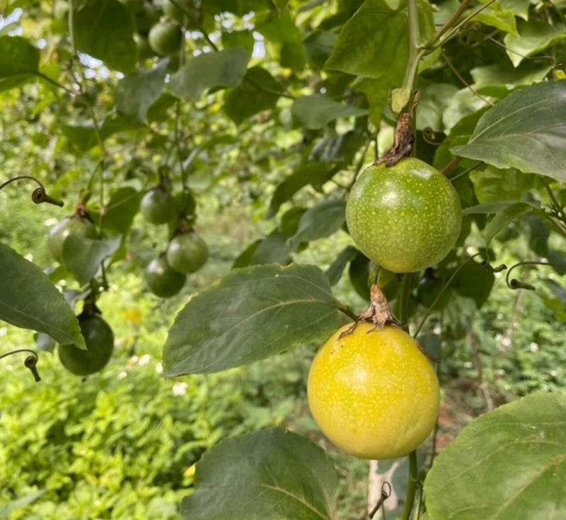 广东梅县百香果钦蜜9号百香果果香四溢产地直供量大从优