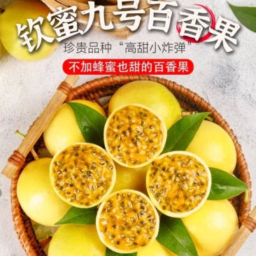 广东梅县百香果钦蜜9号百香果果香四溢产地直供量大从优