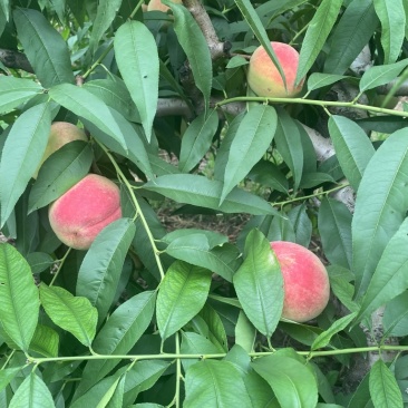 河南焦作温县贵妃香水蜜桃，日出货量大