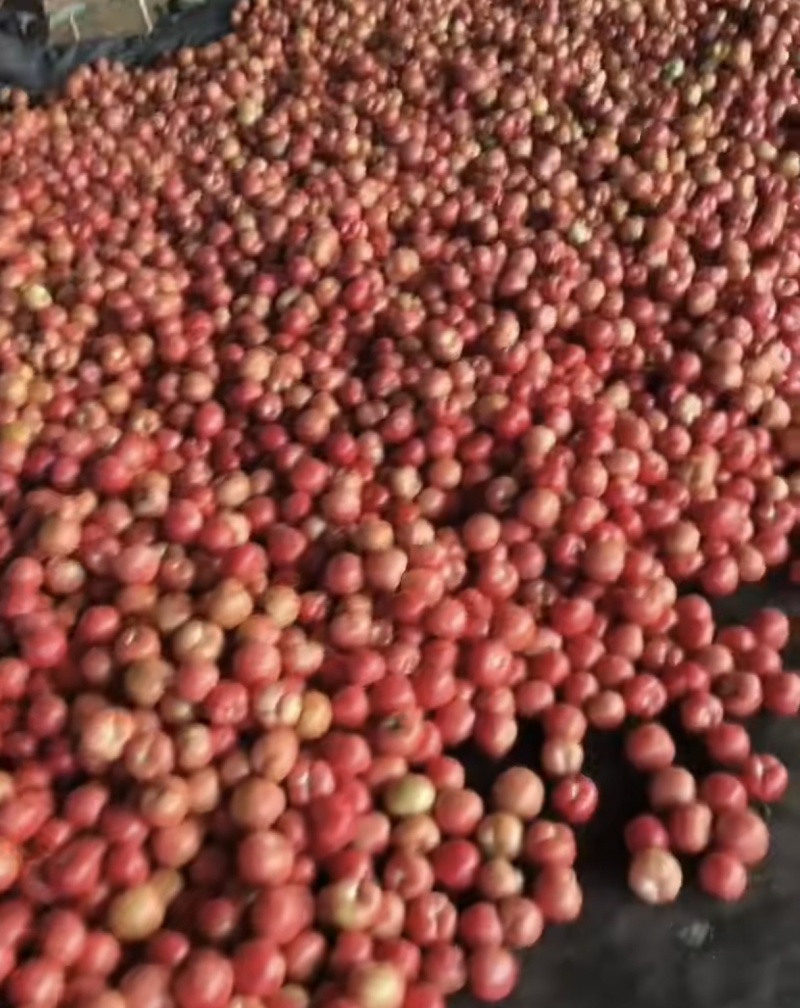 山东硬粉西红柿番茄大量上市持续供货，欢迎来电咨询下单