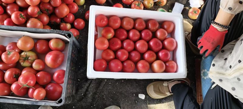 山东硬粉西红柿番茄大量上市持续供货，欢迎来电咨询下单