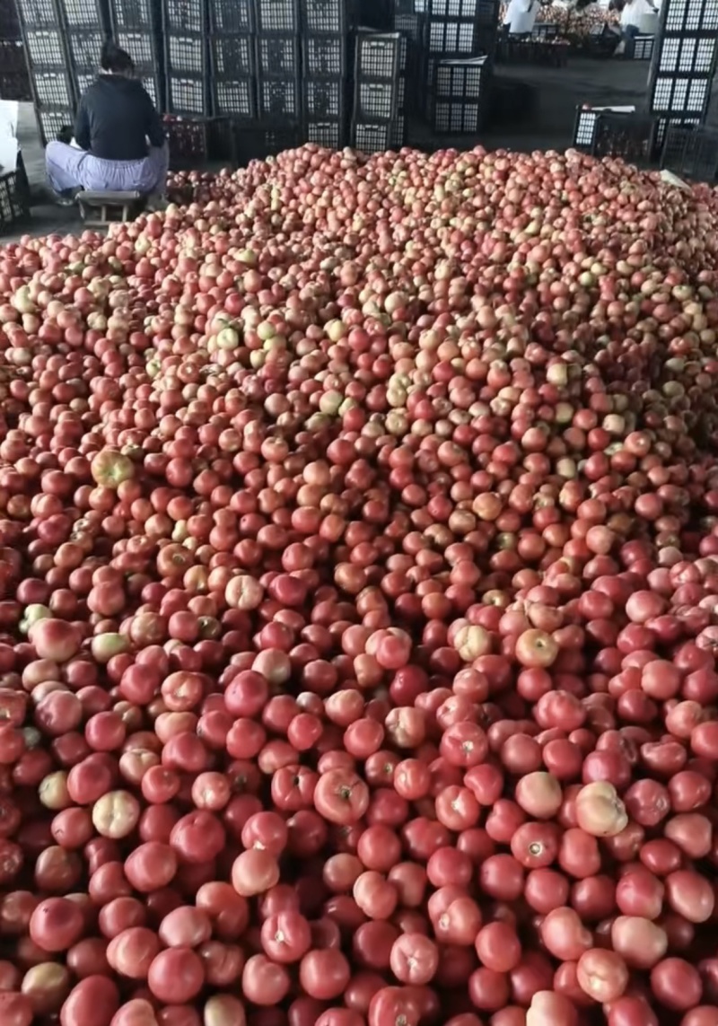 山东硬粉西红柿番茄大量上市持续供货，欢迎来电咨询下单