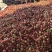 山东硬粉西红柿番茄大量上市持续供货，欢迎来电咨询下单