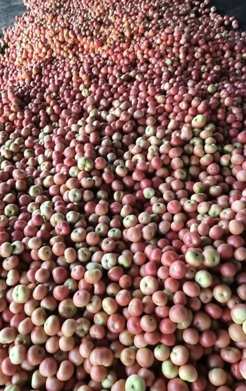 山东硬粉西红柿番茄大量上市持续供货，欢迎来电咨询下单
