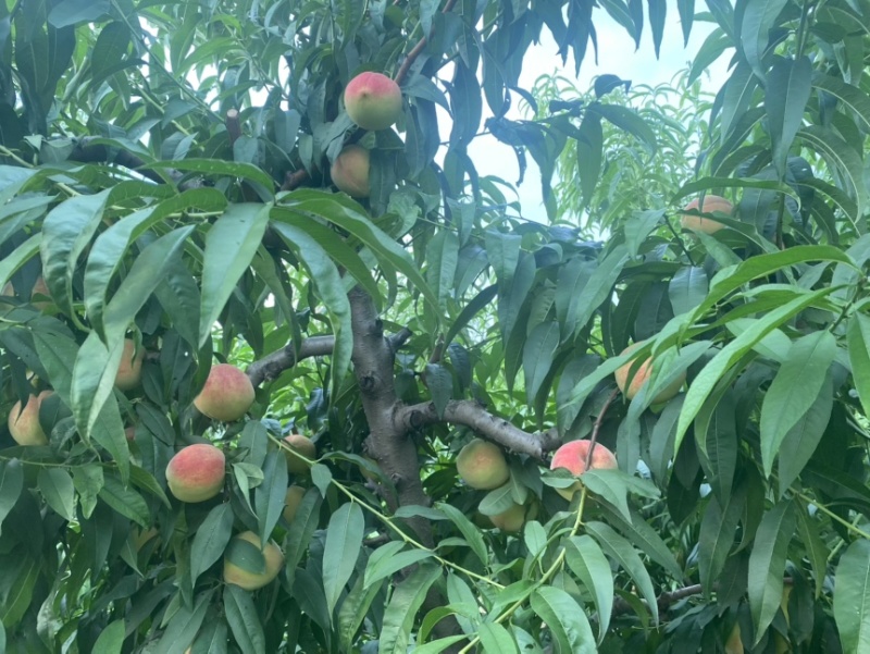 河南焦作温县贵妃香水蜜桃，日出货量大